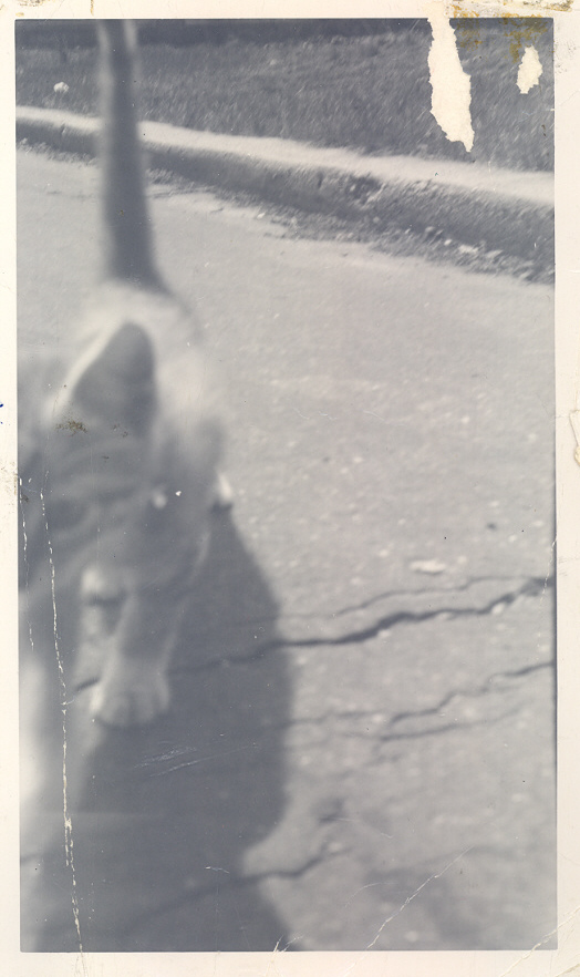 Buttons, walking on a Leash!