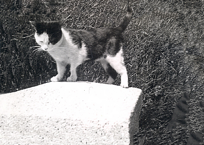 Puddy, the Gentle Cat that No One wanted.